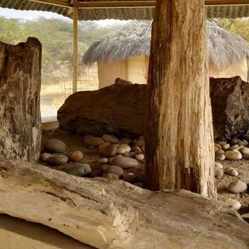 Akal Wood Fossil Park Jaisalmer