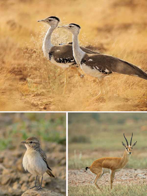 Tourism Jaisalmer