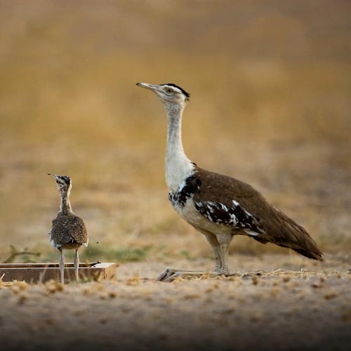 Desert National Park Jaisalmer